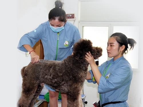 寵物美容學校費用?寵物美容學校費用標準!