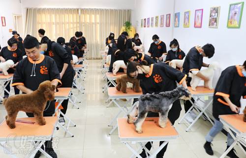 寵物訓練師培訓學校?寵物訓練師培訓學校哪家好!