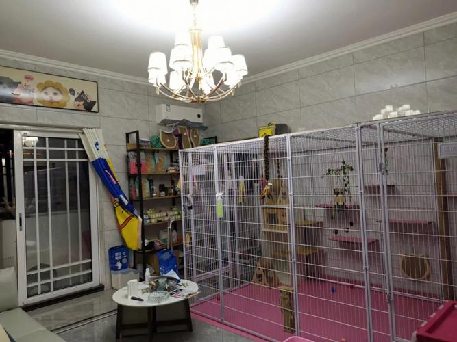 深圳貓咪寵物店?深圳貓咪寵物店有哪些!