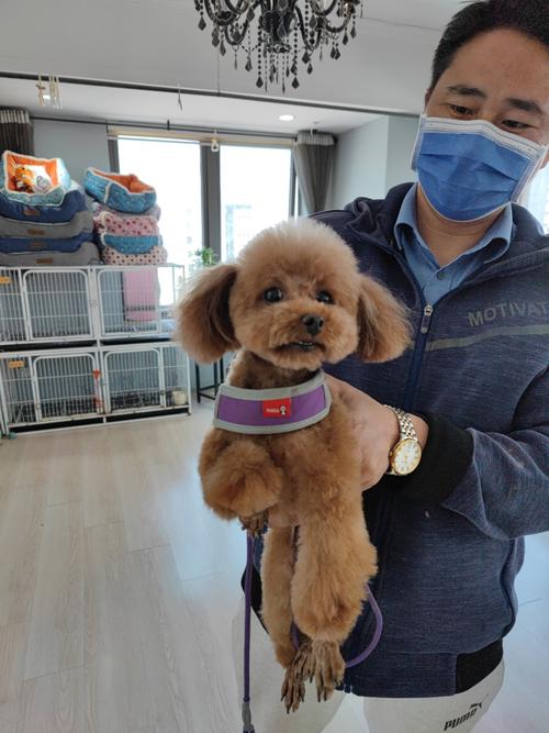 寵物美容哪里好?寵物美容哪里好又便宜!