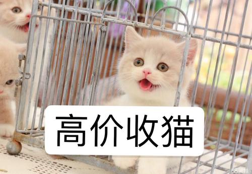 同城買寵物?同城買寵物上哪個網站!