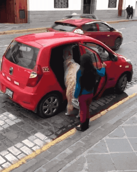 坐出租車可以帶寵物嗎?坐出租車可以帶寵物嗎?!