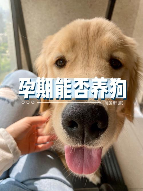 懷孕了可以養寵物狗嗎?懷孕了可以養寵物狗嗎有影響嗎!