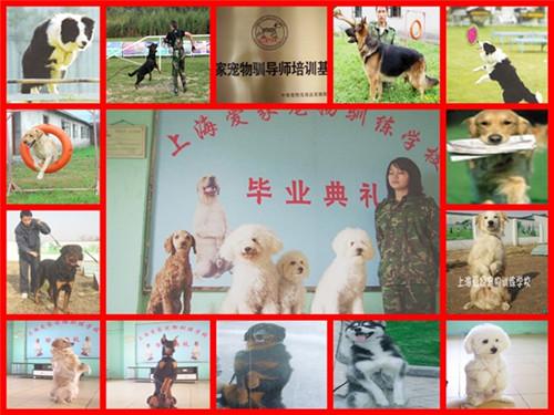 上海寵物學校培訓學校?上海寵物學校培訓學校有哪些!