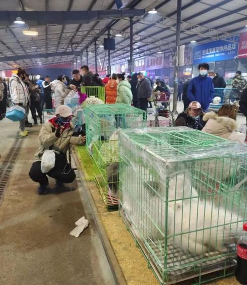 沈陽 寵物市場?沈陽寵物市場在哪!