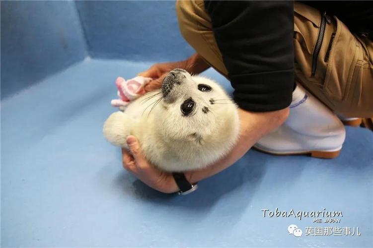 海豹當寵物?海豹當寵物養!