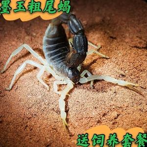 寵物蝎子怎么養?寵物蝎子怎么養殖!