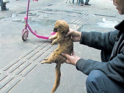 黃鼠狼能當寵物嗎?!
