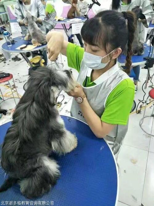 南充寵物美容?南充寵物美容哪家好!