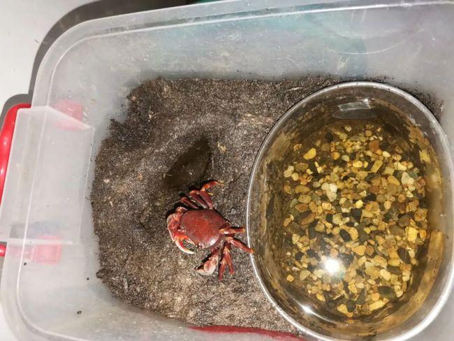 寵物小螃蟹怎么養?寵物小螃蟹怎么養視頻!