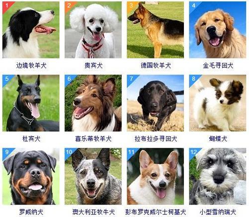 給寵物狗起名字?給寵物狗起名字起什么好!