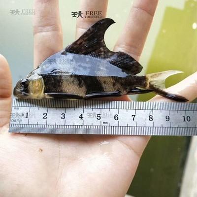 養在水里的寵物?養在水里的寵物叫什么!