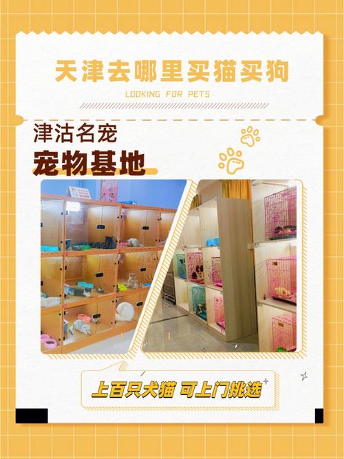 天津寵物批發?天津寵物批發市場在哪里!