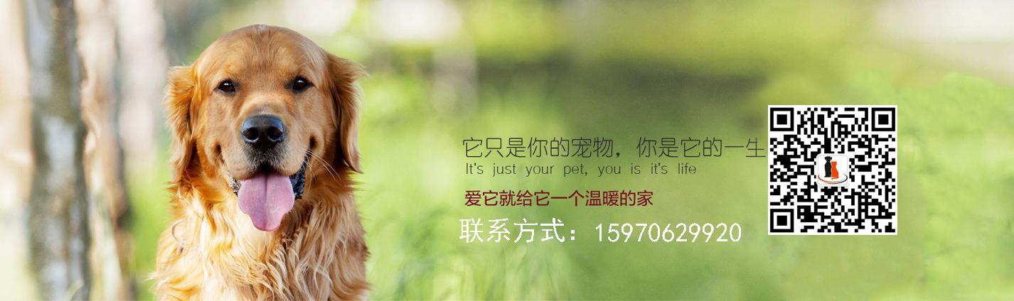南昌寵物領養中心?南昌寵物領養中心在哪!