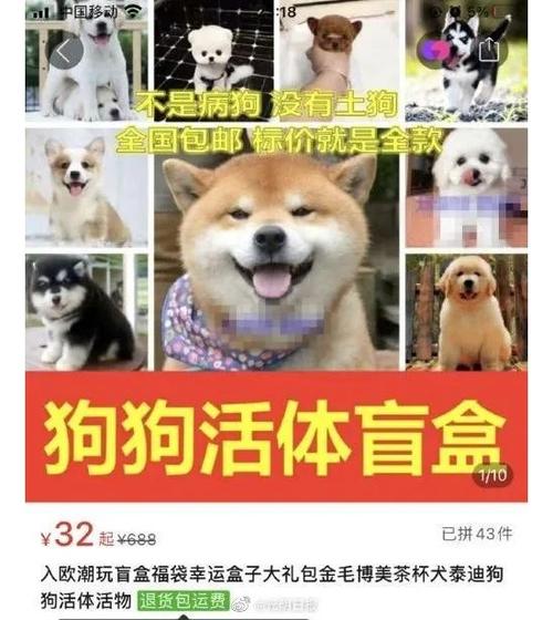 成都寵物盲盒?成都寵物盲盒事件!