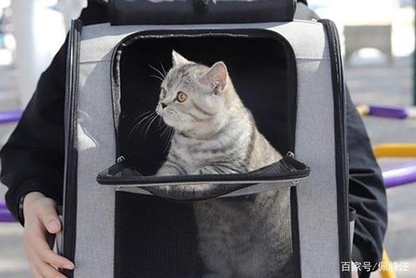 長途車能帶寵物嗎?長途車能帶寵物嗎貓咪!