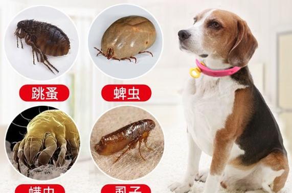 寵物跳蚤怎么消滅?寵物跳蚤怎么消滅掉!