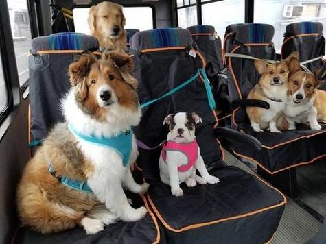 汽車站能帶寵物嗎?汽車站能帶寵物嗎上車嗎!