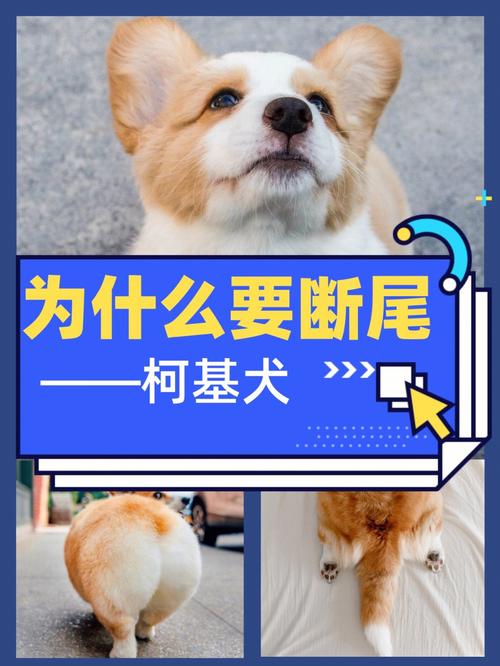寵物狗為什么要斷尾?寵物狗為什么要斷尾巴!