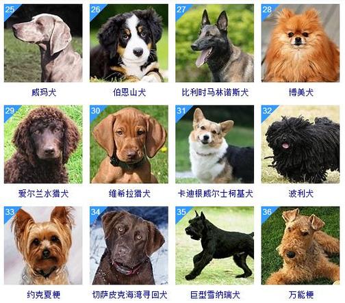 什么寵物智商最高?什么寵物智商最高?!