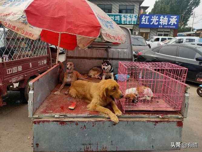 臨沂寵物市場在哪里?臨沂最大的狗市在哪里!