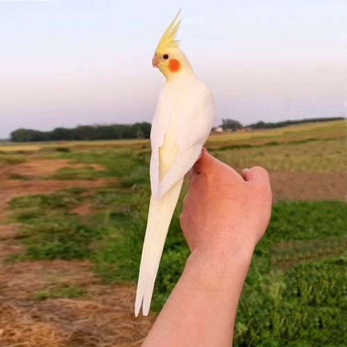 可以散養的寵物?可以散養的寵物鳥!