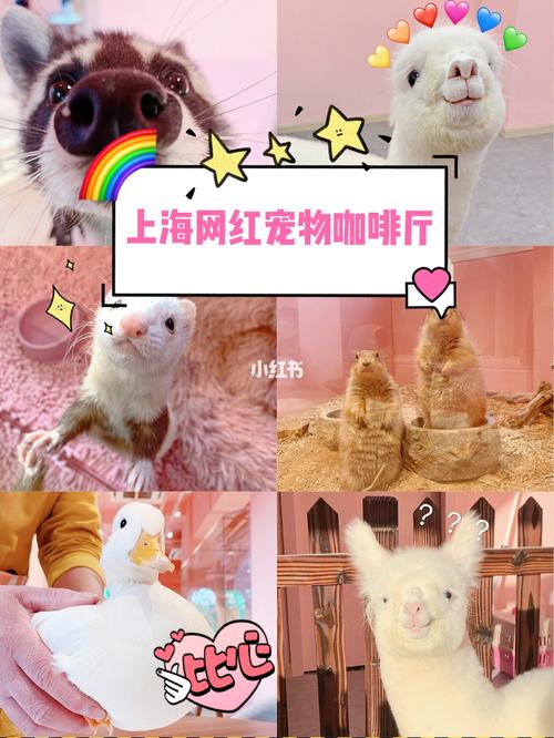 上海寵物咖啡?上海寵物咖啡店排名!