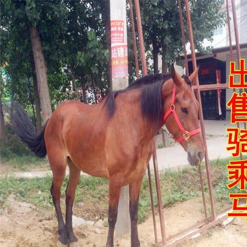 養馬當寵物?養馬當寵物需要證嗎?!