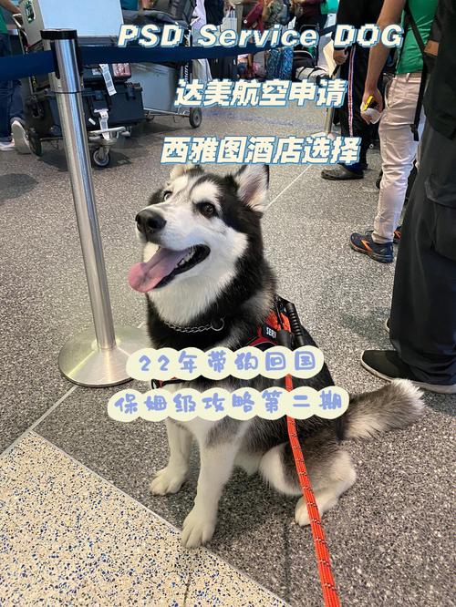 飛機讓帶寵物嗎?飛機讓帶寵物嗎,多少錢!