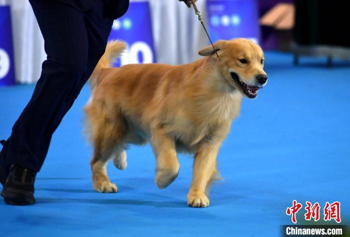 寵物選美?寵物選美大賽!