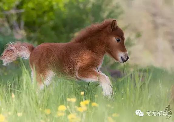 迷你寵物馬?迷你寵物馬多少錢一只!