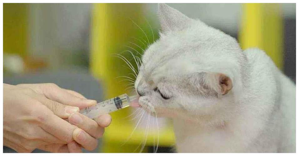 給寵物喂藥?給寵物喂藥實在喂不進去怎么辦!