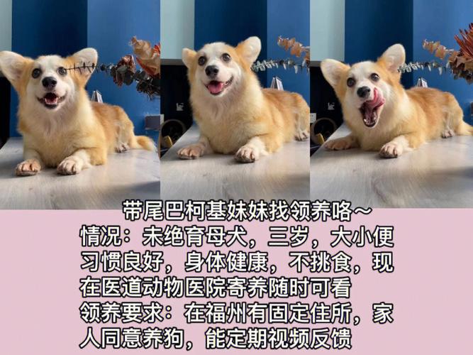 福州寵物領養?福州寵物領養中心!