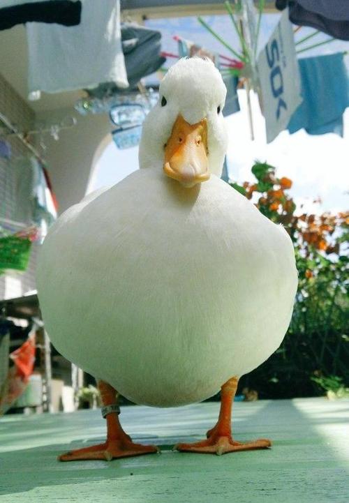鴨子可以當寵物嗎?鴨子可以當寵物嗎?!