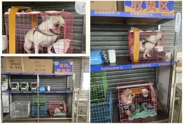 客車能不能帶寵物?客車能不能帶寵物小貓!