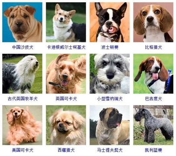精品寵物?精品寵物狗品種圖片大全!