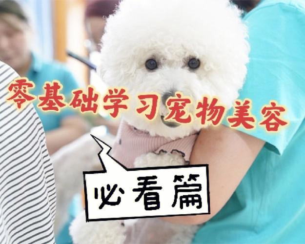 怎么學寵物美容?怎么學寵物美容比較好!