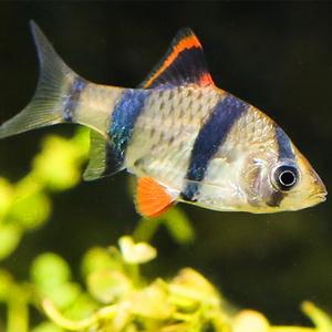 水族寵物有哪些?水族寵物有哪些品種!