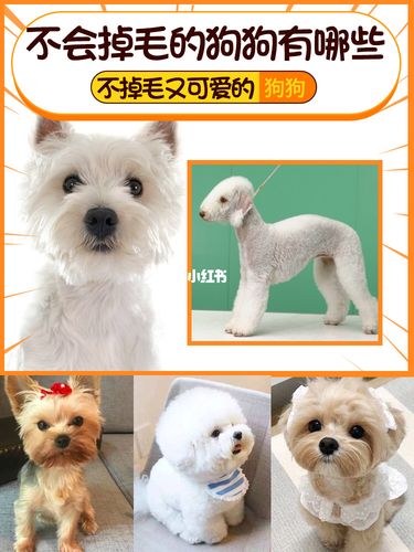 哪些寵物狗不掉毛?哪些寵物狗不掉毛氣味很小!