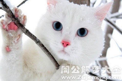 夢見寵物貓是什么意思?夢見寵物貓是什么意思呢!