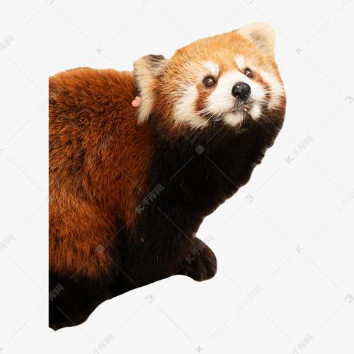 寵物小熊?寵物小熊貓多少元一只!