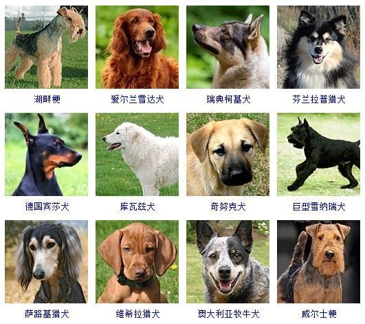 寵物中型犬?寵物中型犬有哪些品種!
