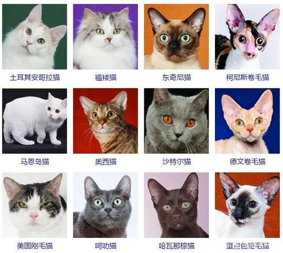 寵物貓的品種及圖片?寵物貓的品種及圖片名字!