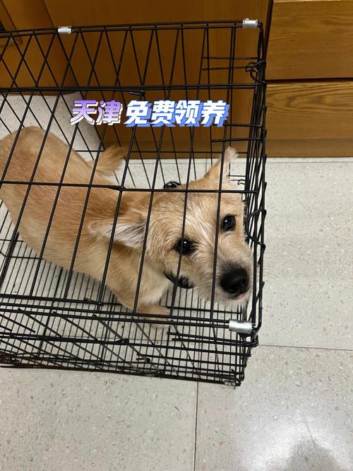 天津寵物領養中心?天津寵物領養中心地址!