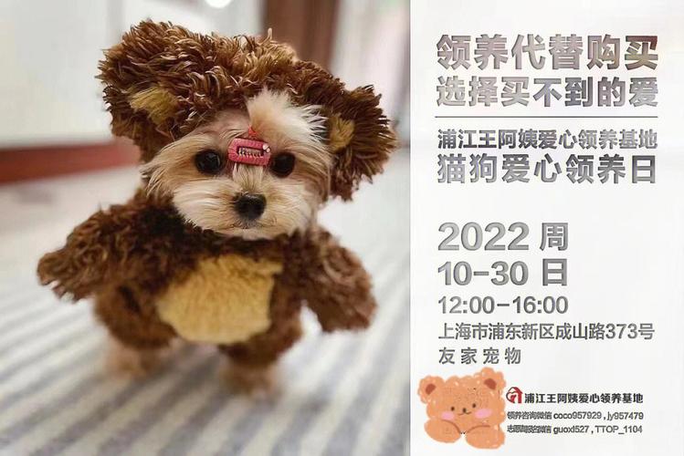 上海寵物領養中心?上海寵物領養中心官網!